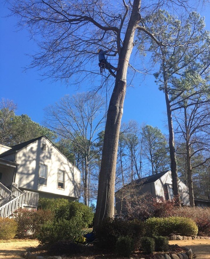 A Story this AM from WSB-TV about cold weather and pests. Not only do they mention how the cold drives them indoors, but also how trees play a role. Now is the time of year to trim back the trees to avoid these cold weather problems, and before sprin