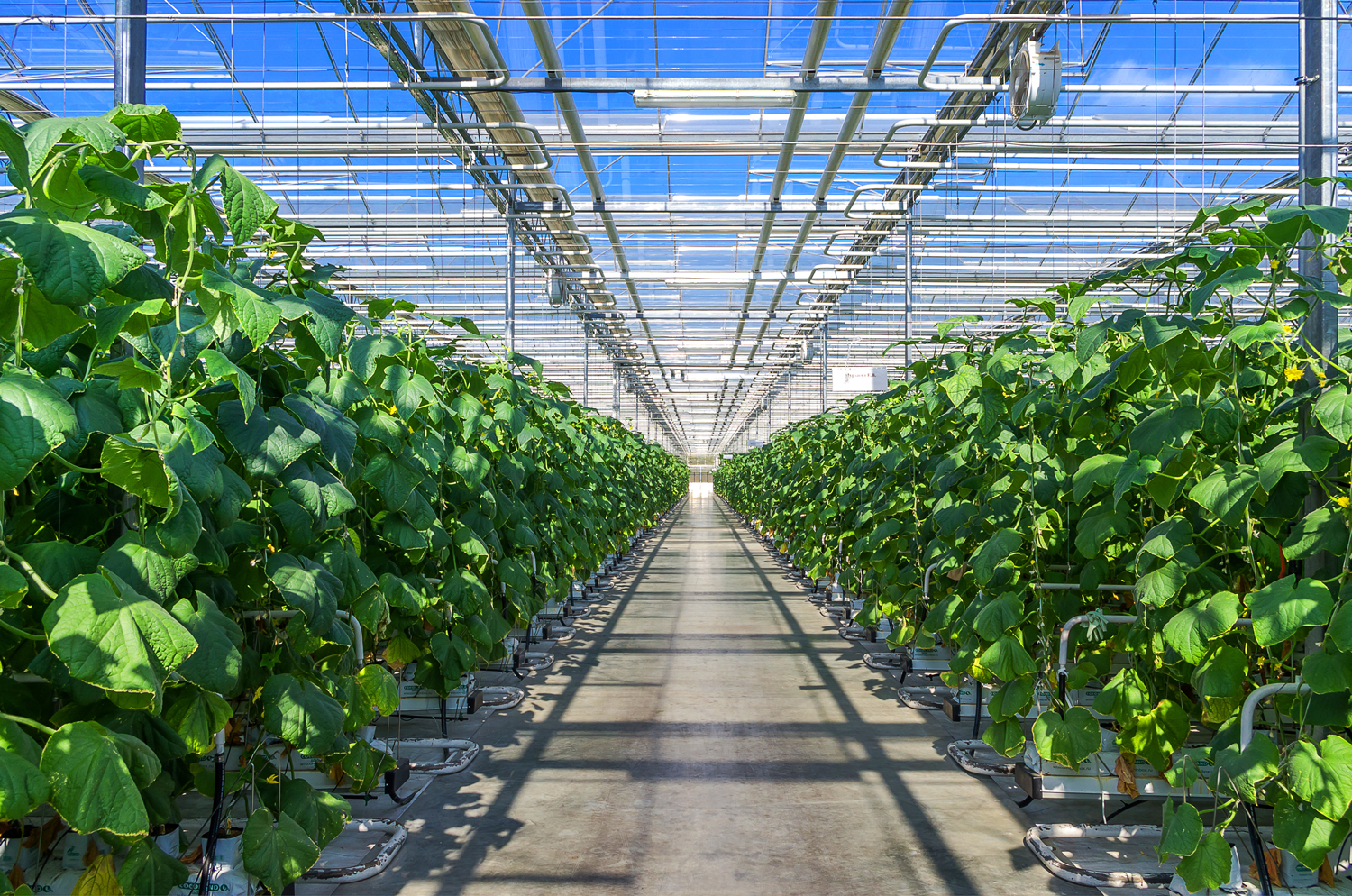 Clean Cucumber Greenhouse Floor from Dustbane Hurricane Floor Scrubber