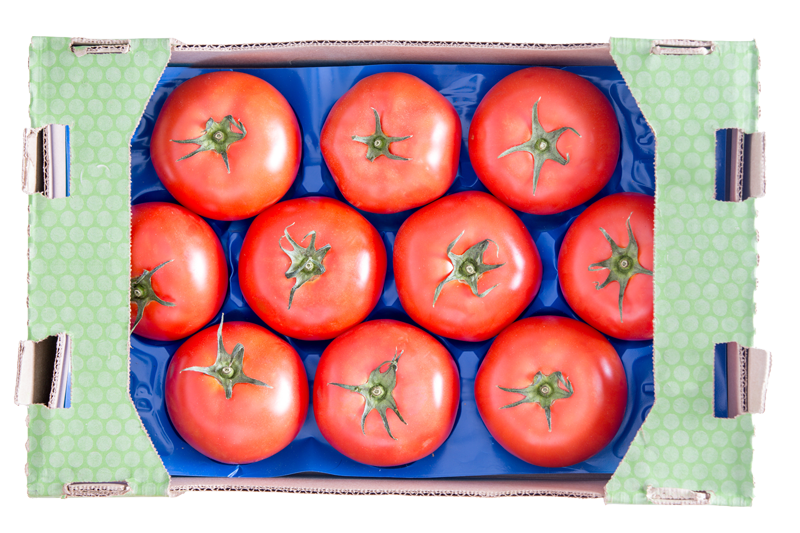 Large tomatoes on blue growpack tray in cardboard shipping flat