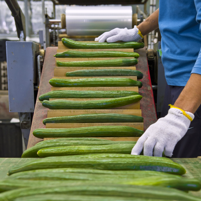 Green English Cucumbers on Conveyor Towards Shrink Wrapper Produce Packaging Machine
