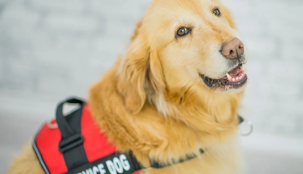 emotional support dog apartment