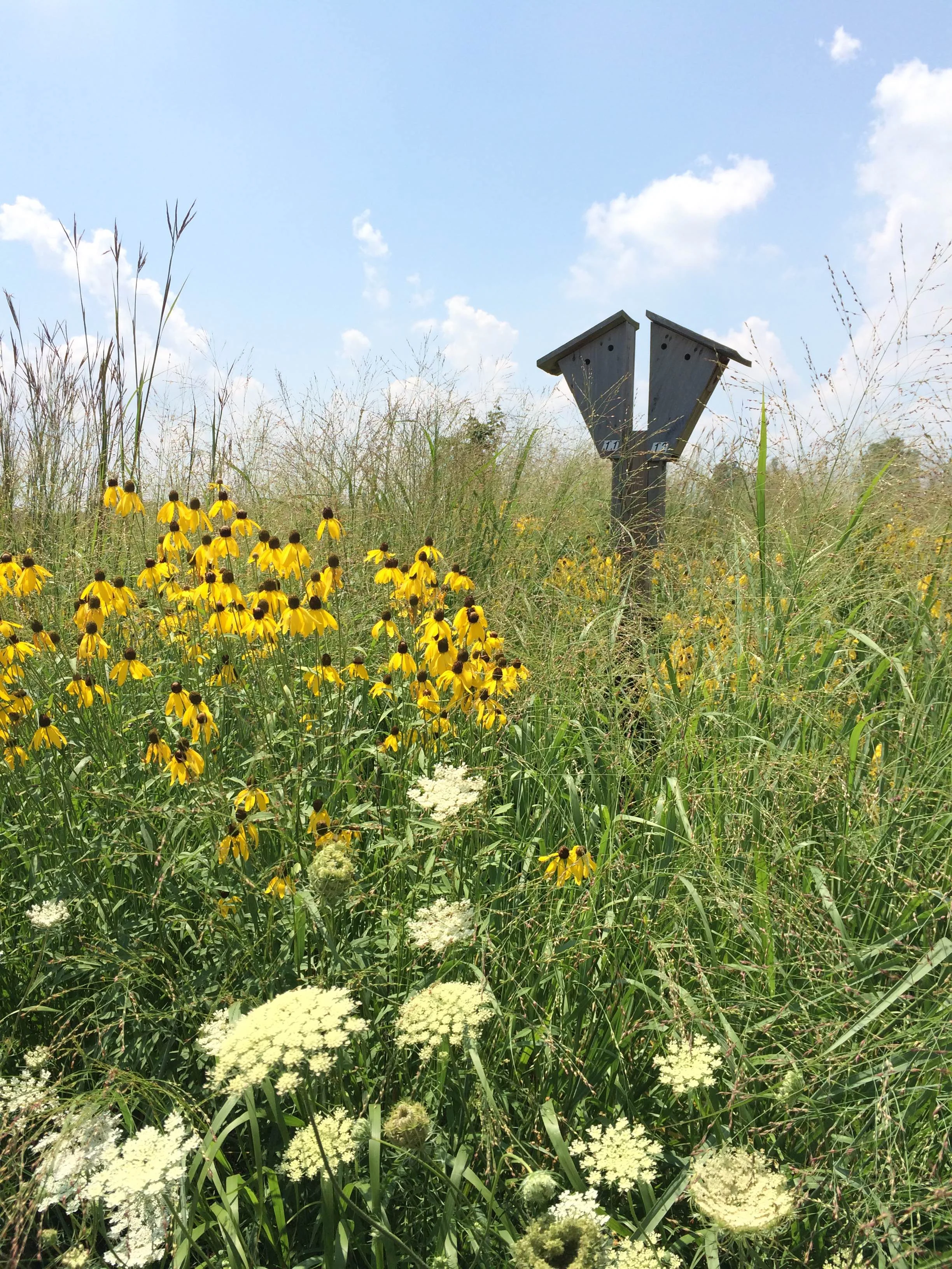 BirdBox_Rudbeckia.jpg