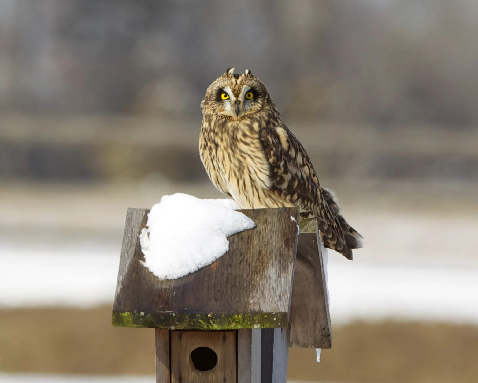 Birding 101
