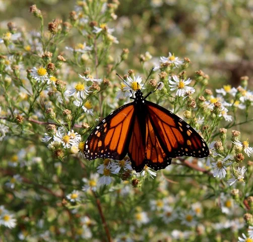 All About the Monarch Butterfly