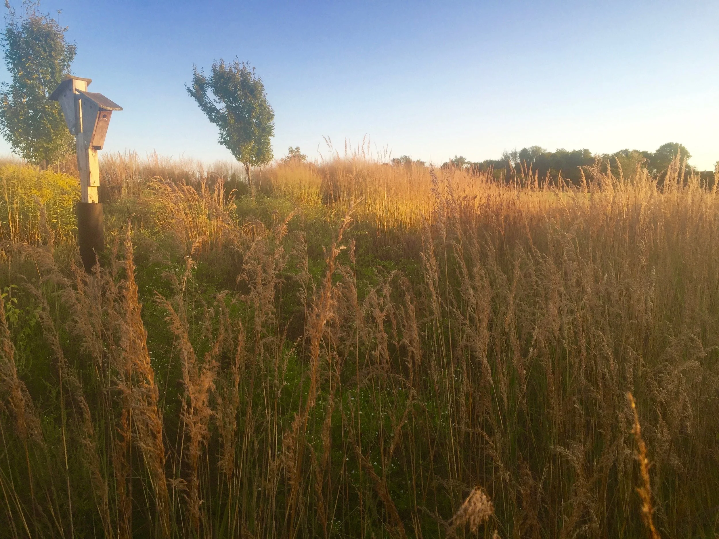 Capturing the Light: Woodmere Art Museum