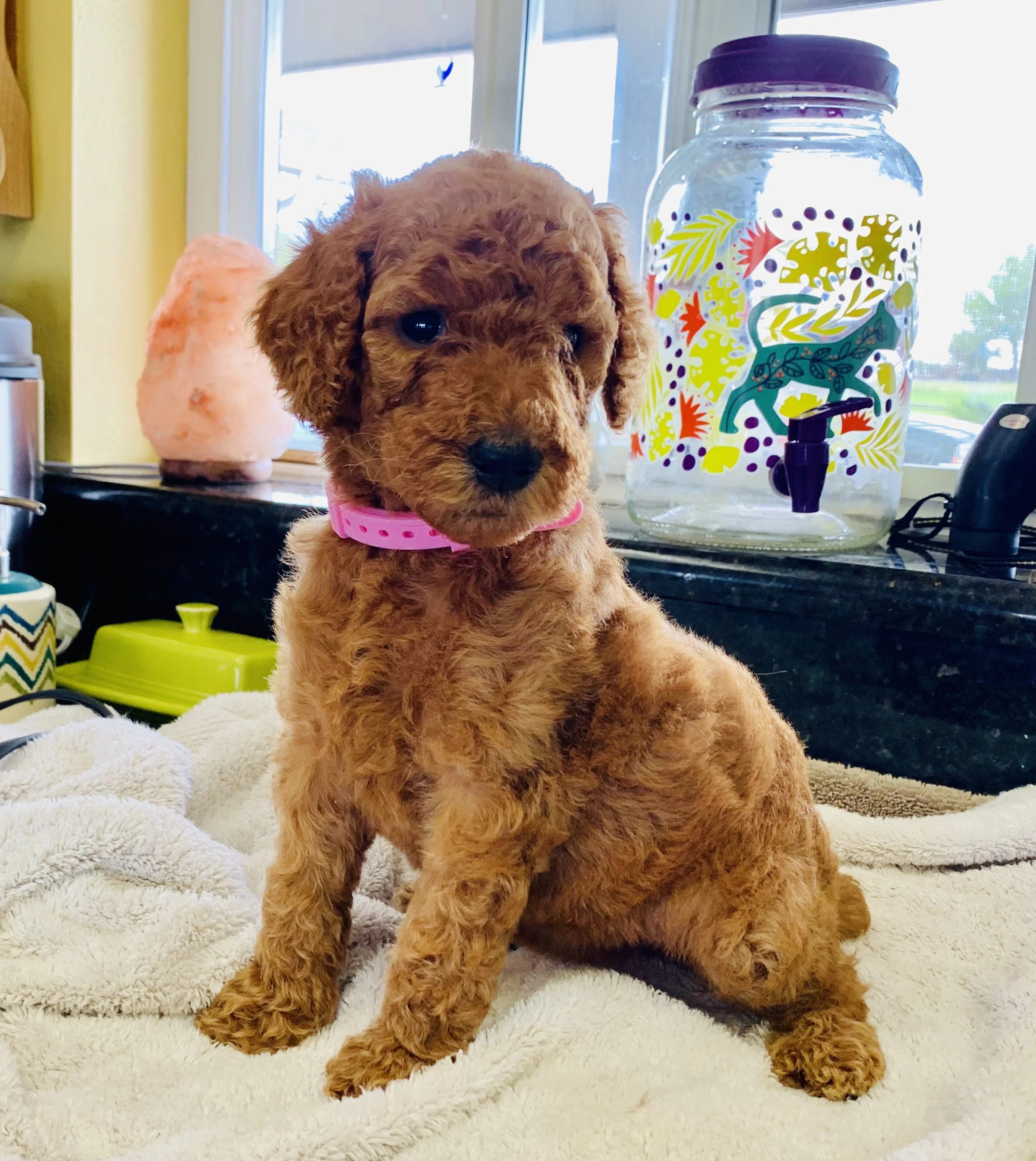 Jodi Spolansky Net Worthred Standard Poodle Puppies Florida - 31lhtqp