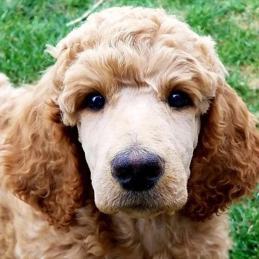 Do Poodles Make Good Farm Dogs