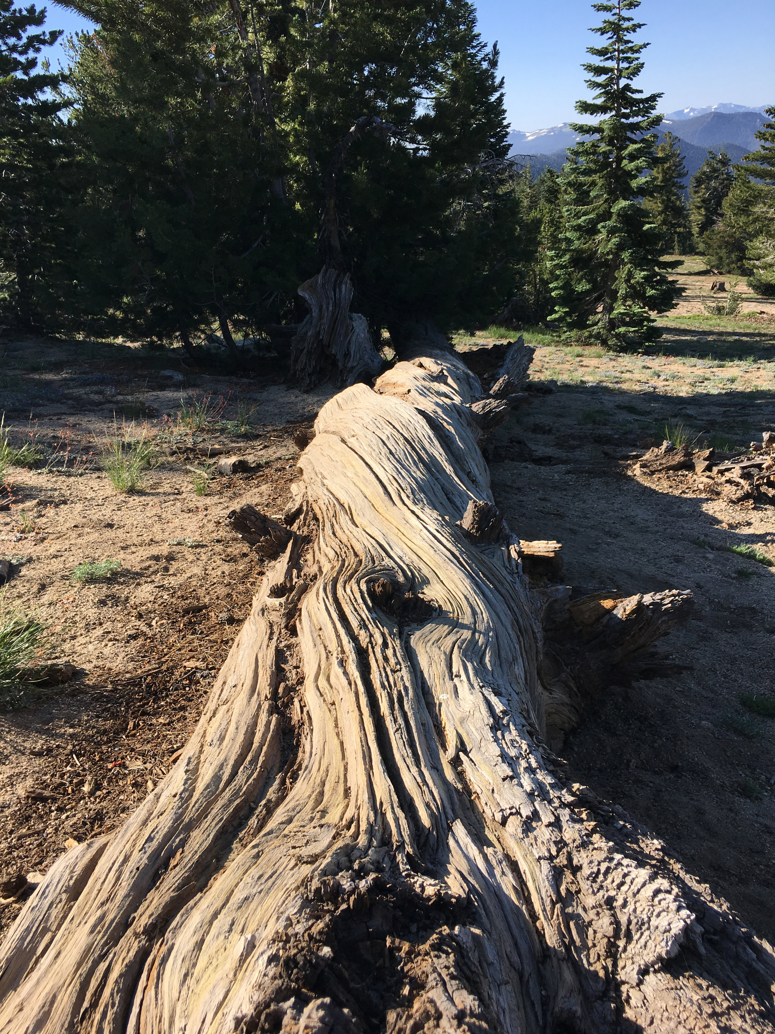 Twisted Tree.jpg