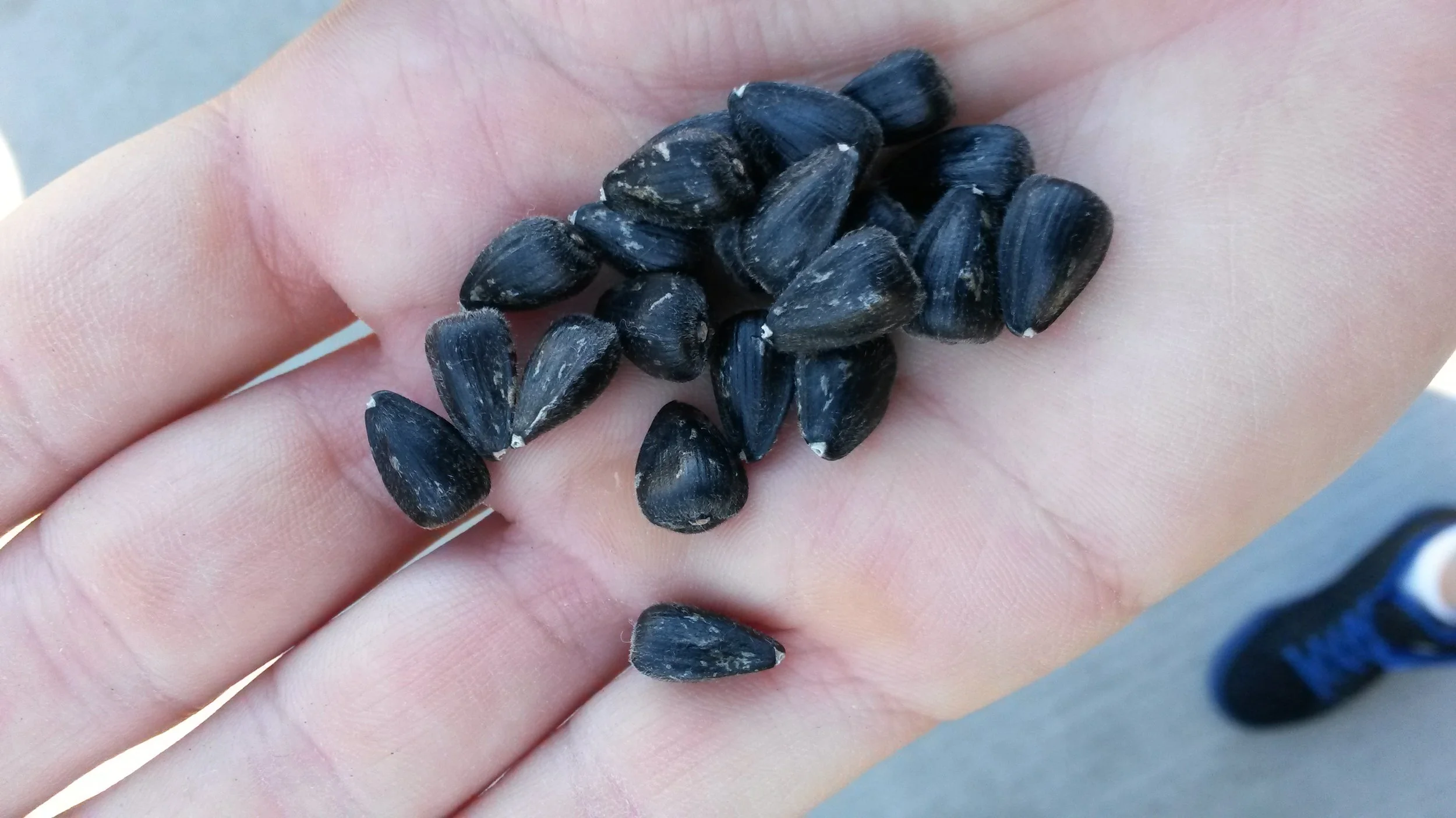 Sunflower Seeds that we saved for planting the follow spring!