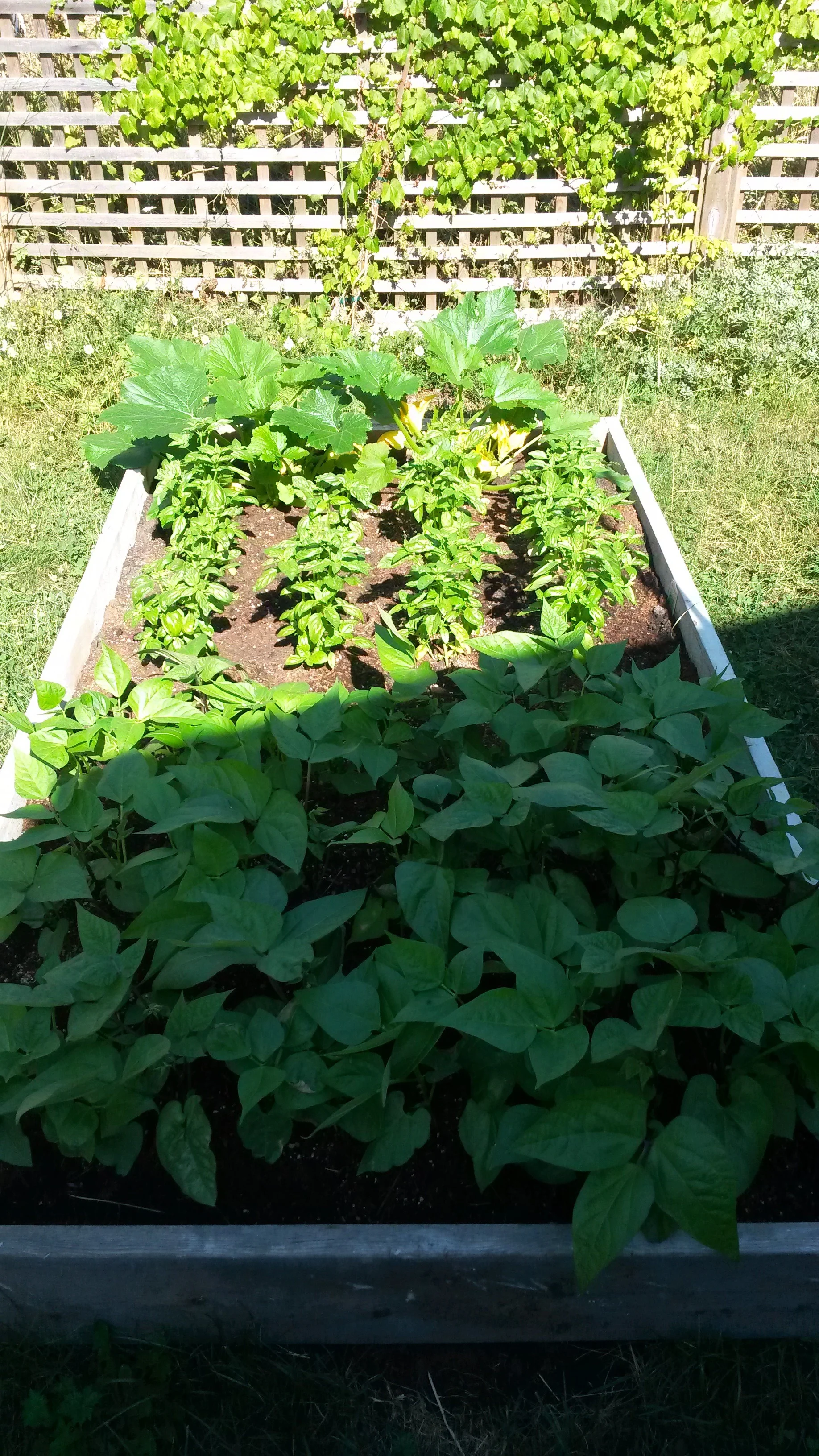 Bush Beans, Basil and Zucchini.
