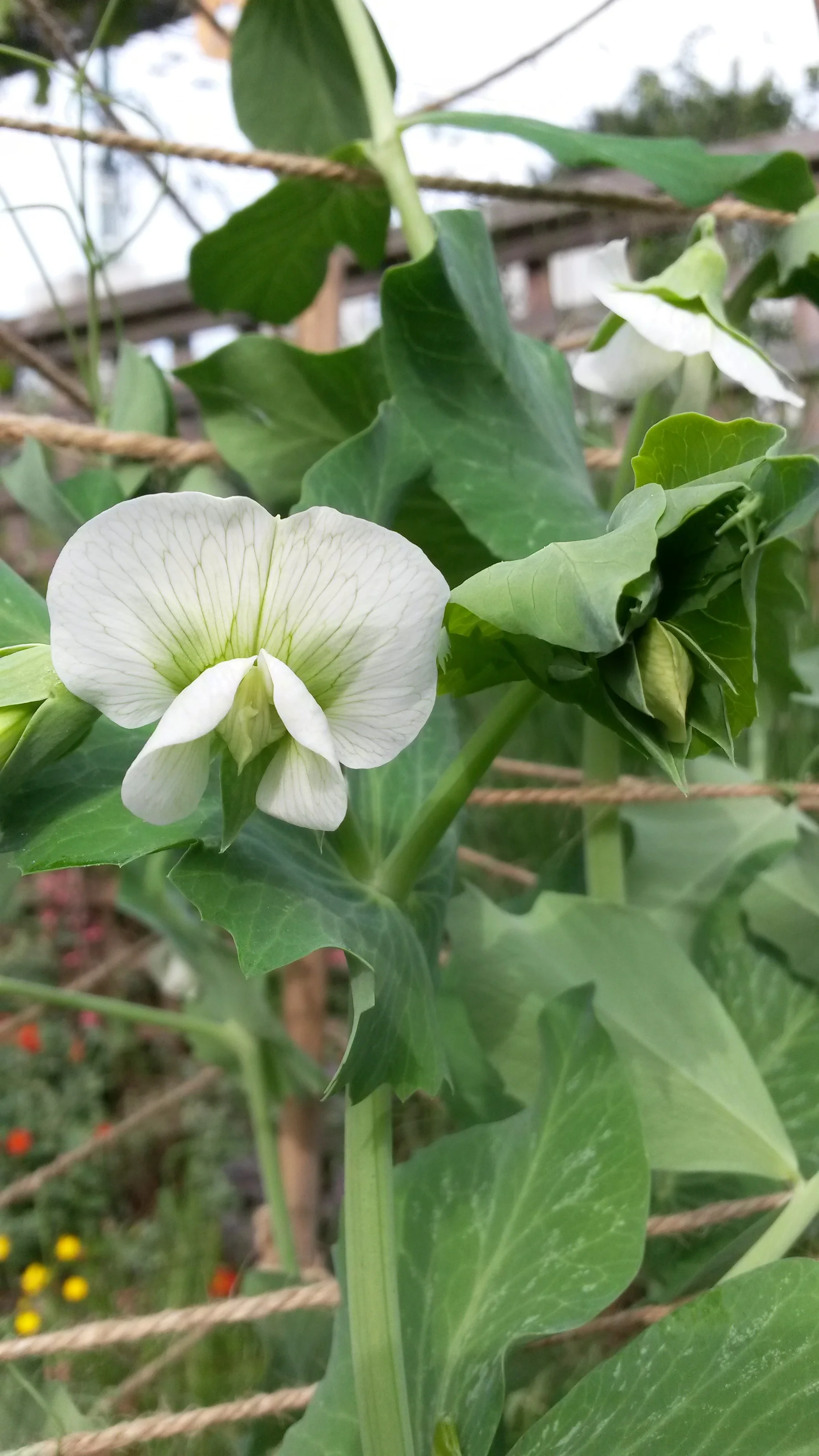 Sugar Snap Pea flowers are just so lovely!
