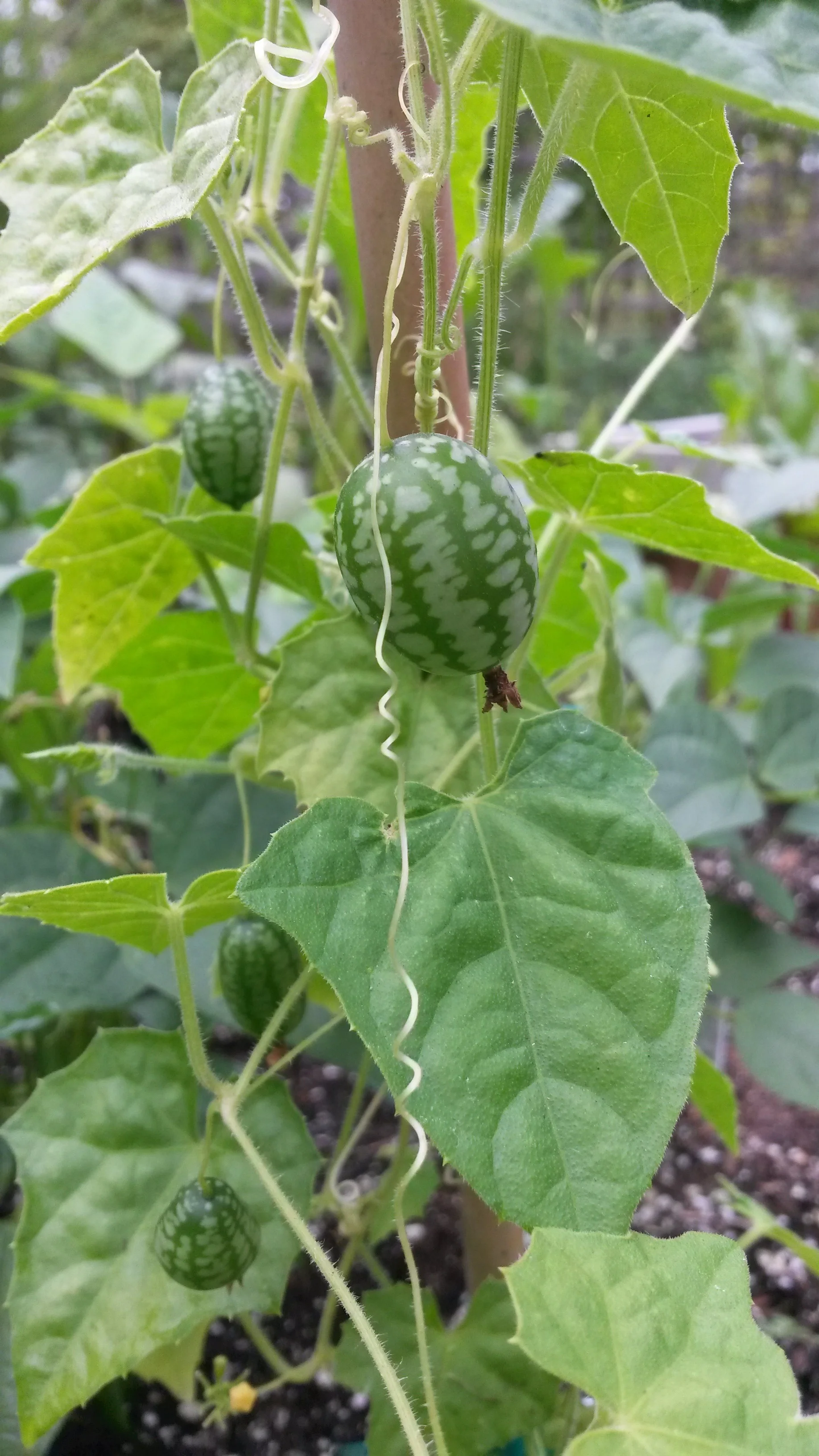 Mouse Melons! They look like tiny watermelons, are the size of a grape, and taste like cucumber! Super easy and fun to grow. Great for little people.