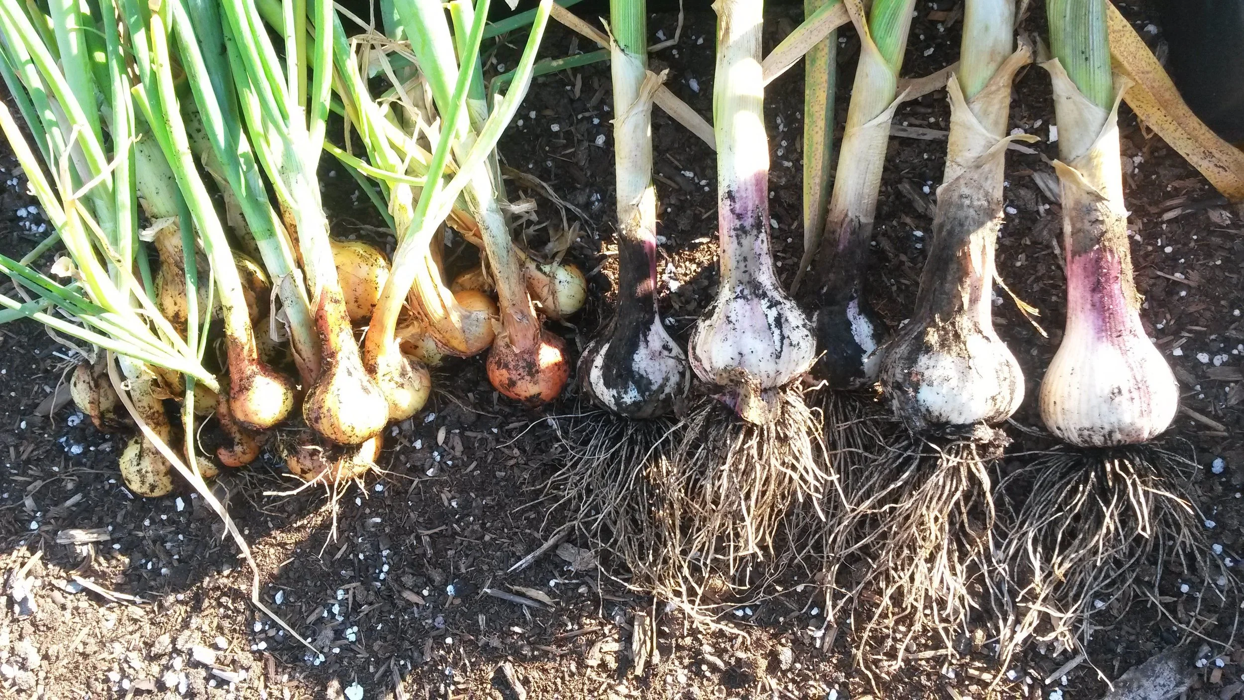 Garlic and Shallots. I'm a big fan of growing vegetables that are expensive at the grocery store. Like organic Shallots.
