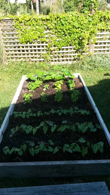 First picture after the Beans had germinated. Looking pretty good!