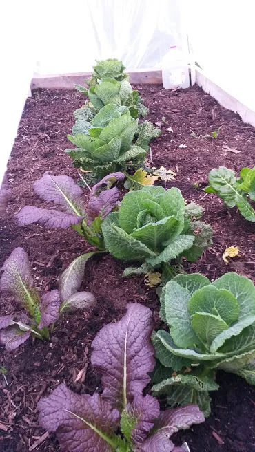 Cabbages and Mustard Greens make a great winter crop!