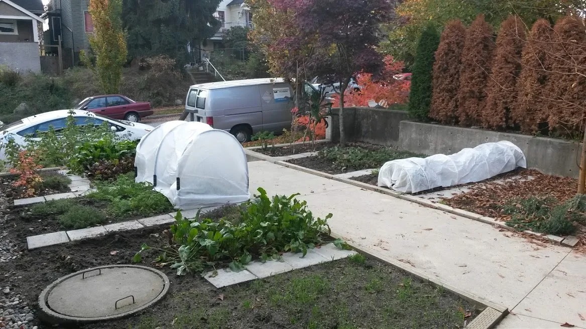 Then the greens were protected from frost, any remaining annual plants were donated to the compost and the garden was ready to sleep the winter through.