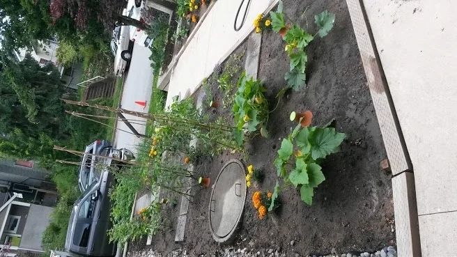 I returned regularly throughout the growing season to check on the space. I helped with weeding, harvesting, Succession Planting and Integrated Pest Management. I provided direction on watering and fertilizing practices and taught about proper pruning, harvesting and maintaining the plants.