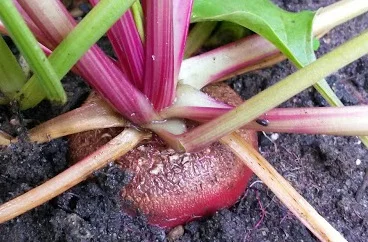 Beet!