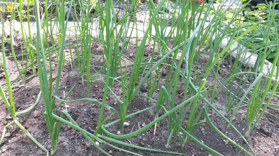 Baby Onions