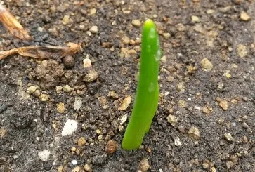 Onion Seedling