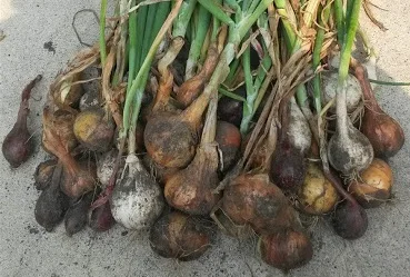 Freshly Harvested Onions