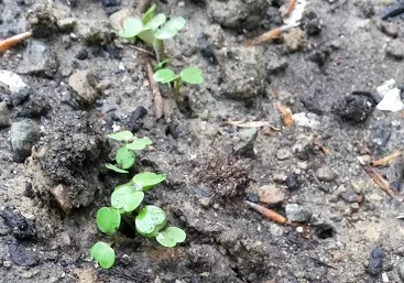 Arugula Sprouts