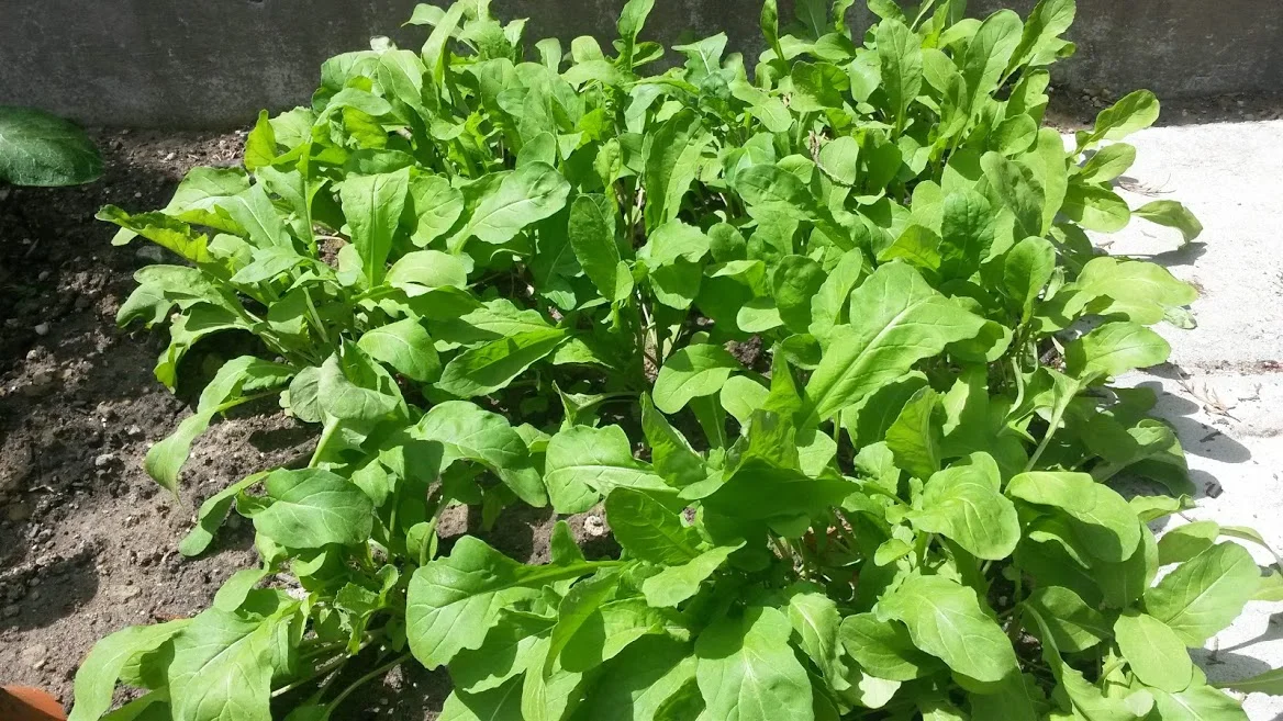 Happy Arugula