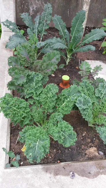 Kale Patch