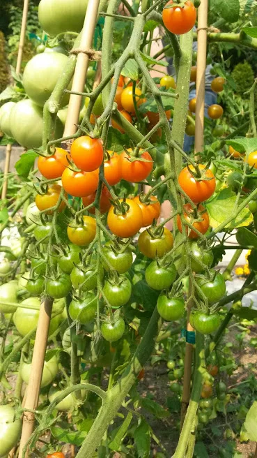 Gold Nugget Cherry Tomatoes