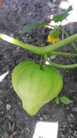 Tomatillo!