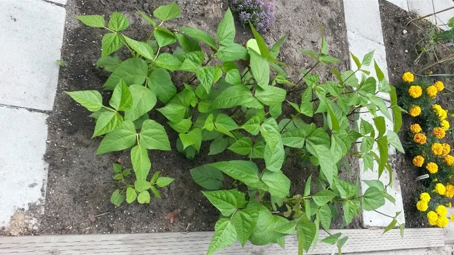 Bush Bean Seedlings