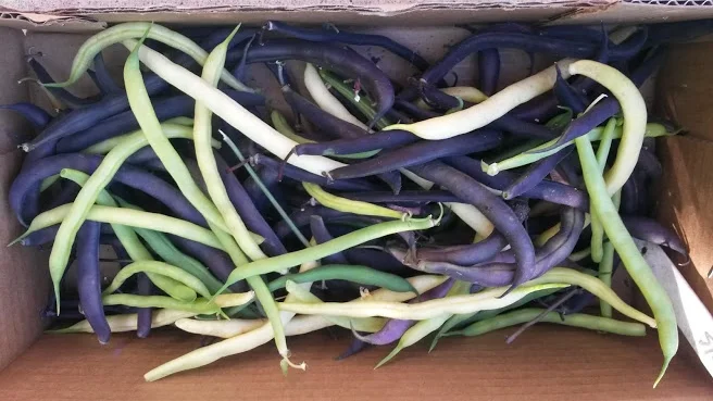 Tricolour Bush Beans