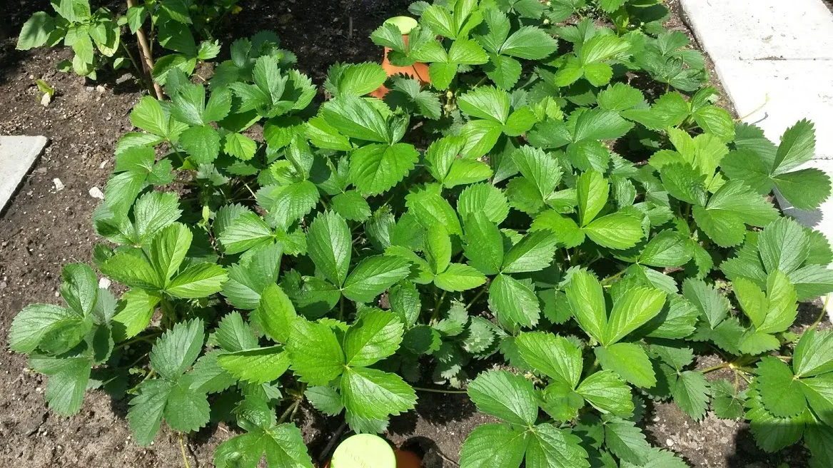 Strawberry Patch