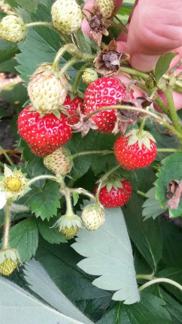 Home Grown Strawberries