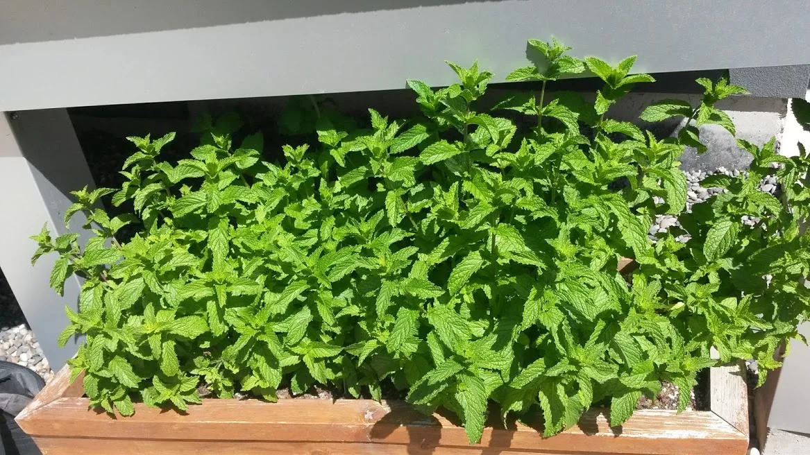 Mint Planter