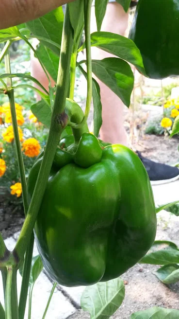 Green Bell Peppers