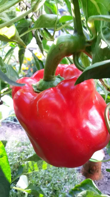 Red Bell Pepper