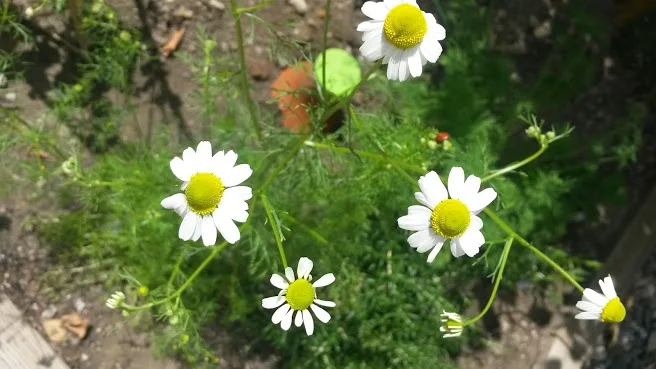 Chamomile