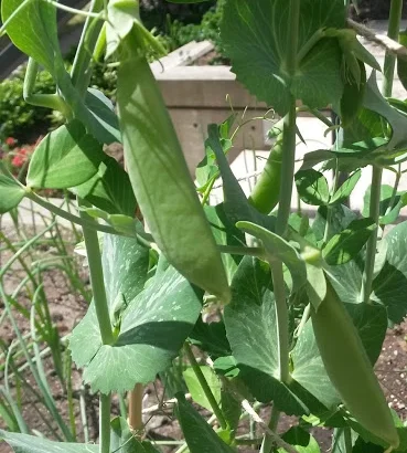 Sugar Snap Peas