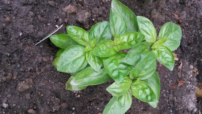 Genovese Basil