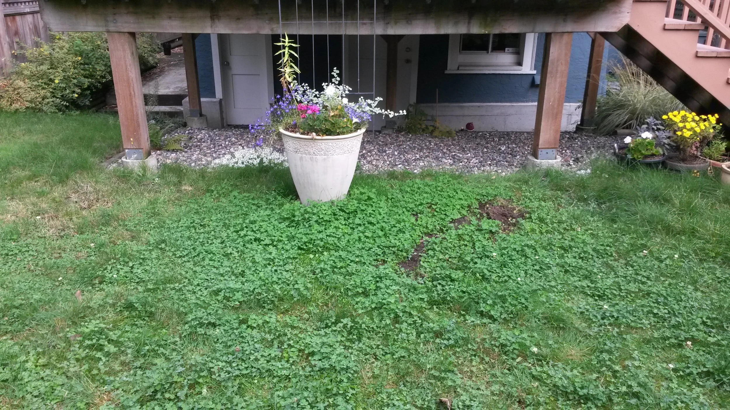 Sue first approached me about converting a large patch of lawn in her beautiful sunny yard into a garden patch. We had a great season working together and learning and sharing.