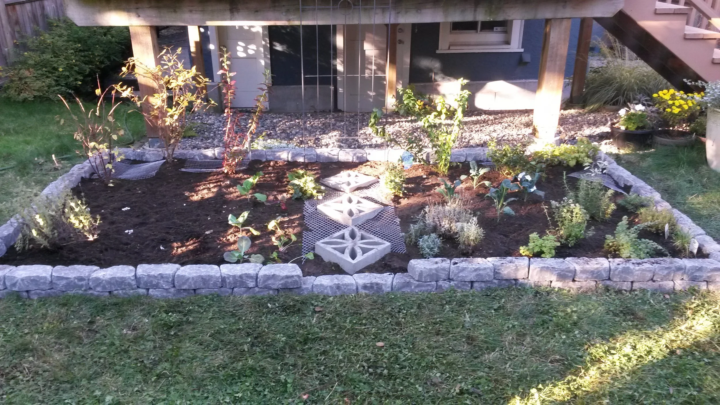Initial Planting of first bed. Perennial berry bushes and perennial herbs. Spring flowering bulbs as well as onions and garlic.