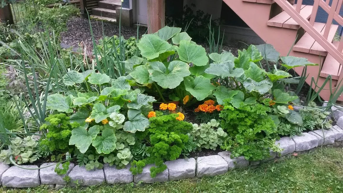 Lush Zucchini and friends