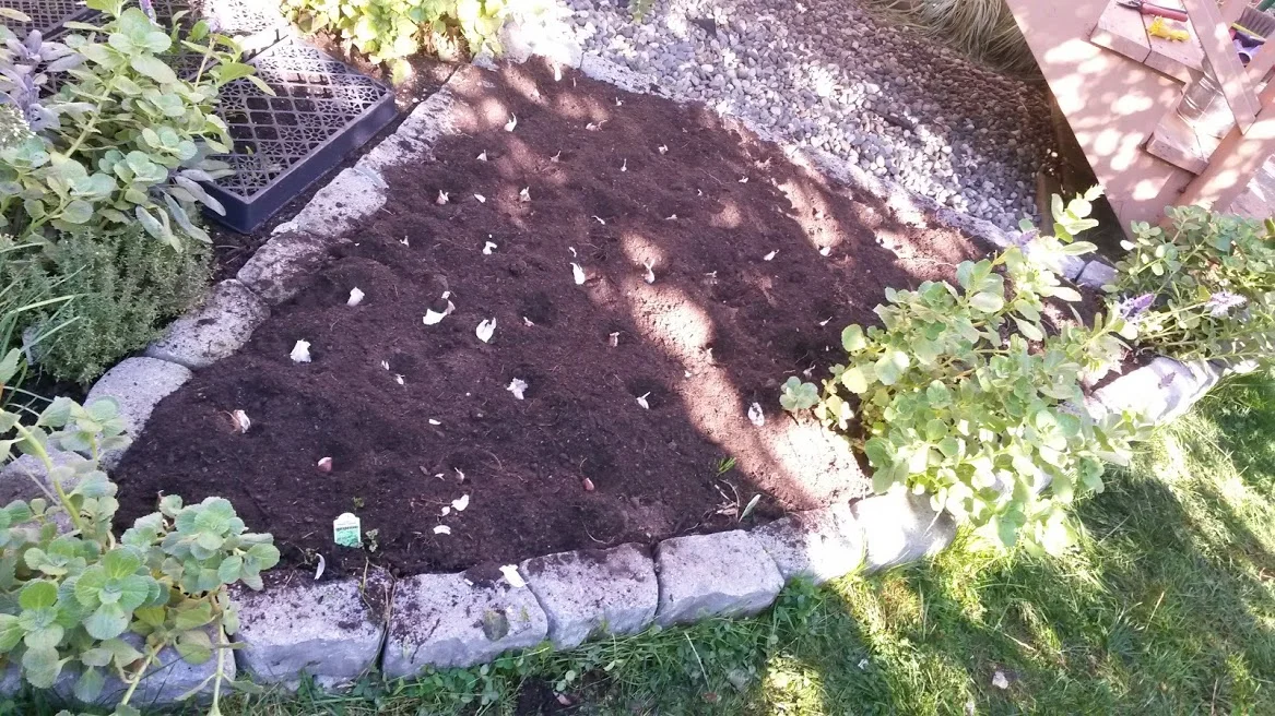 At the end of the season and an abundance of Zucchinis and Pattipan Squash, it was time to clean up the bed for the fall and plant it with garlic bulbs for next year!