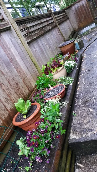 20170530_160209.jpg