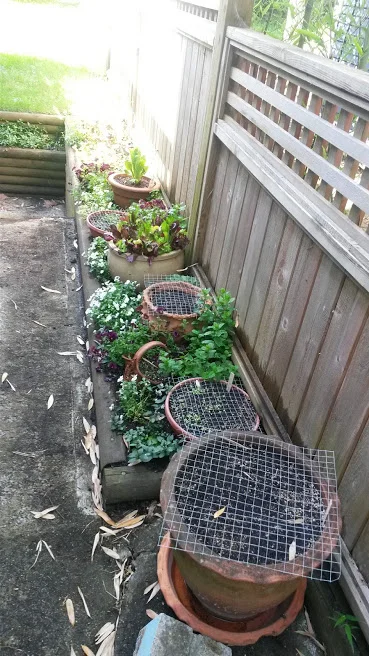 It evolved in a fantastic patch of greens, assorted mints and perennial violas!