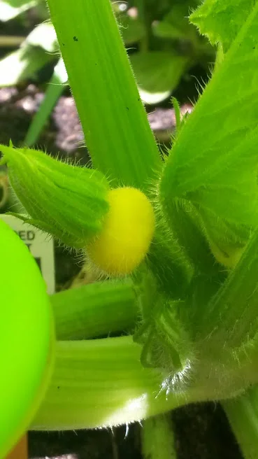 Baby Pattipan Squash