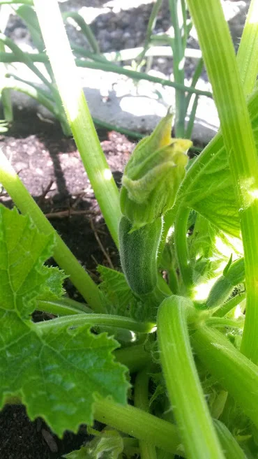 Baby Zucchini