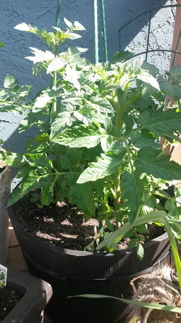 Tomatoes