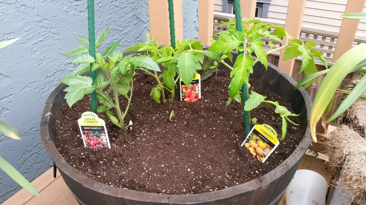 Roma Tomato Seedlings